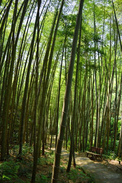 云阳山竹林