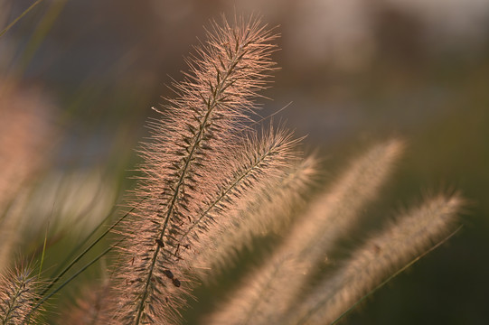 毛毛草特写