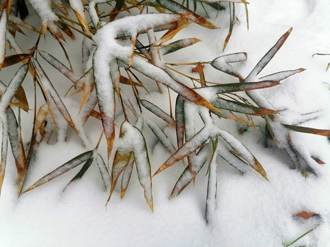 积雪竹叶