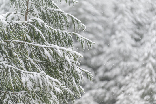 寒潮降雪树木枝头白雪覆盖