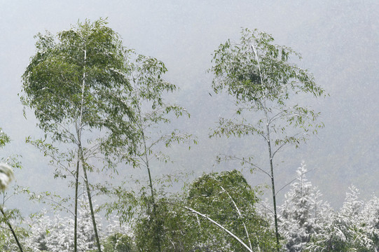 寒冷天气树木枝头积雪覆