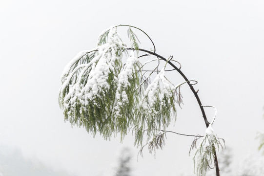 寒冷天气树木枝头积雪覆