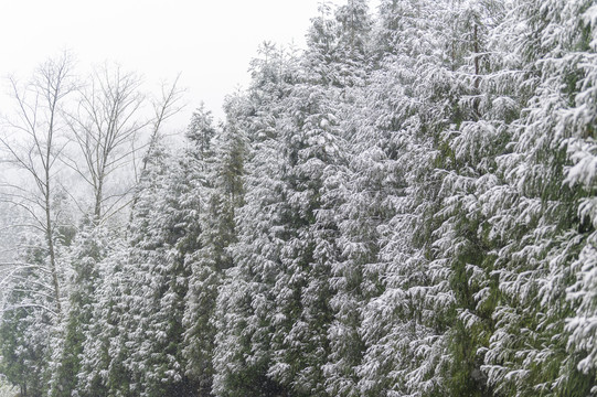 寒冷天气树木枝头积雪覆