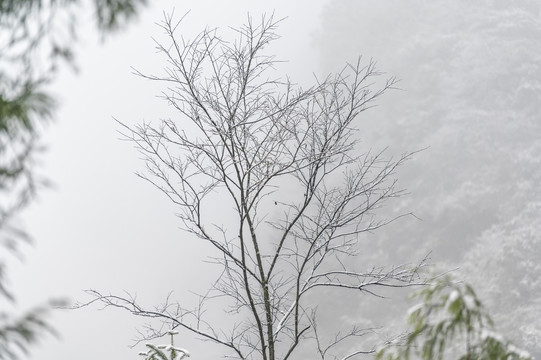 寒冷天气树木枝头积雪覆