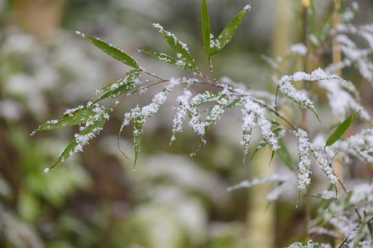 白雪覆盖森林树木枝头雪景