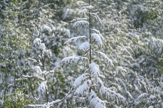 白雪覆盖森林树木枝头雪景