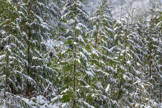 白雪覆盖森林树木枝头雪景