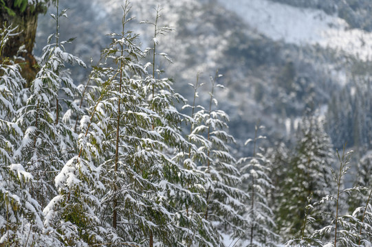 白雪覆盖森林树木枝头雪景