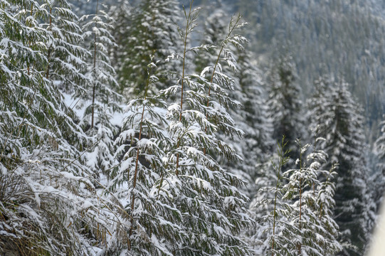 白雪覆盖森林树木枝头雪景