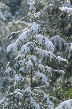 白雪覆盖森林树木枝头雪景