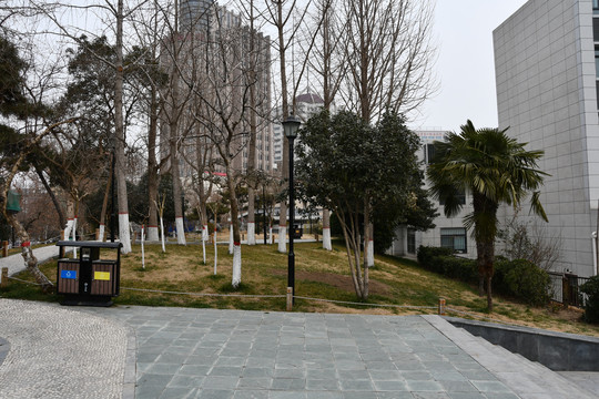 树和楼