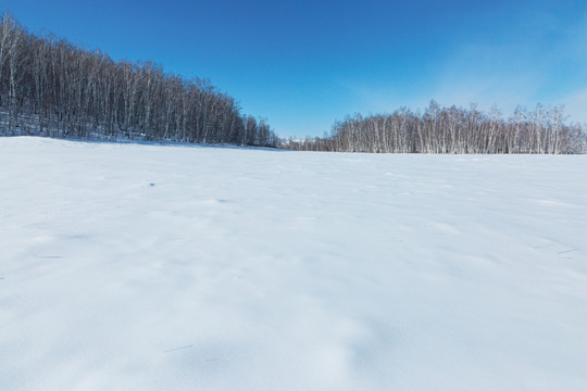 雪原白桦树林蓝天
