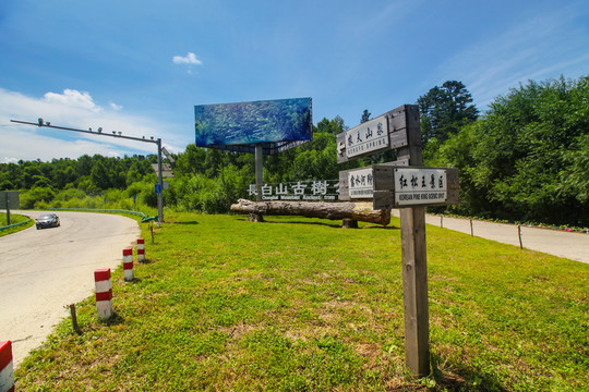 绿地森林公路监控