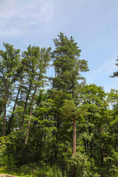 松树