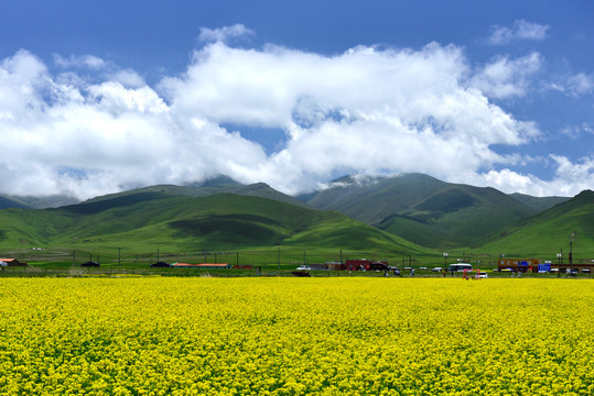 青海草原油菜花