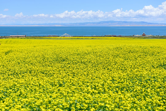 青海湖油菜花