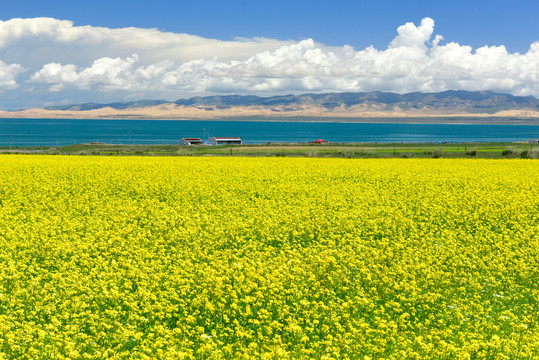 青海湖油菜花