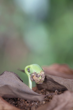 立春后枯叶里冒出的嫩芽