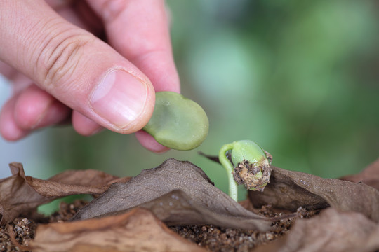 蚕豆种子比对发出来的嫩芽