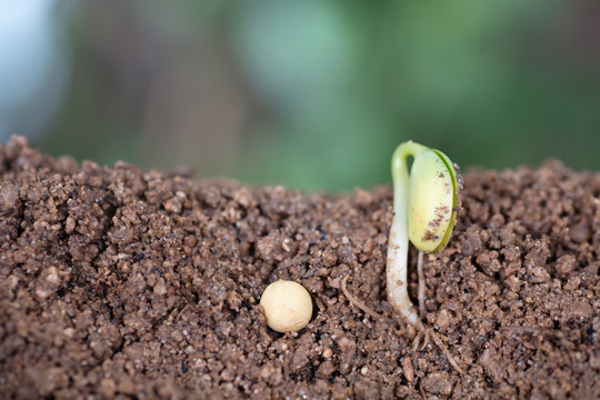 土壤里的嫩芽和一粒黄豆种子