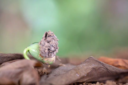 春季自然界长出的嫩芽