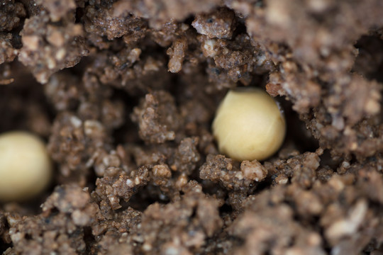 播撒在土壤里的黄豆种子
