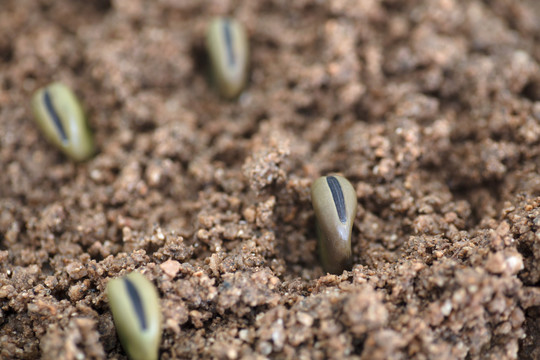 春天播种在土壤里的蚕豆
