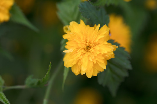 雏菊花特写