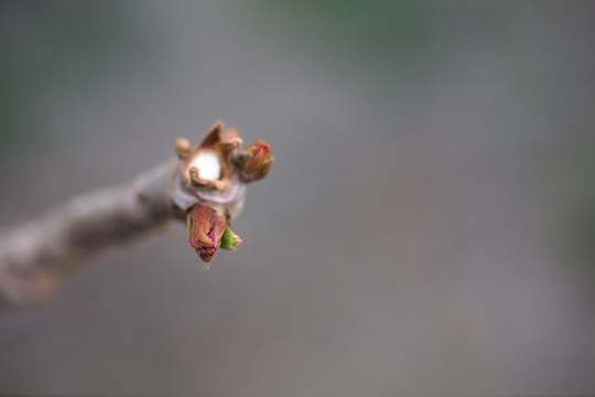 春季鲜嫩的香椿芽