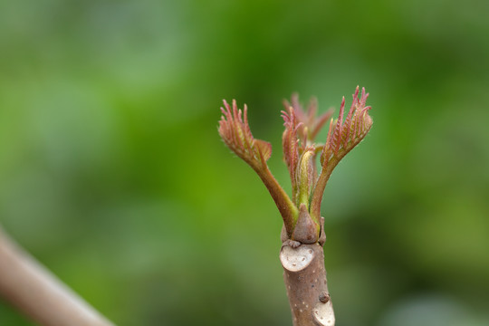 鲜嫩的香椿芽