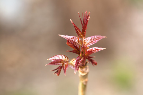 长出来的香椿芽