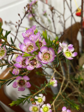 澳洲腊梅花