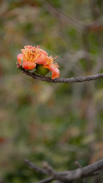 木棉花