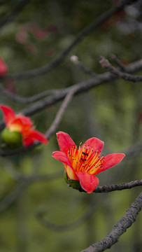 木棉花