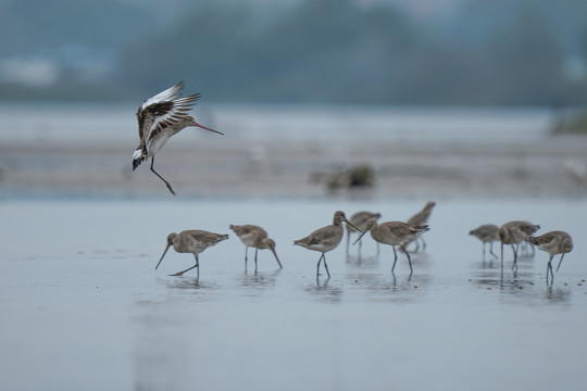 湿地公园