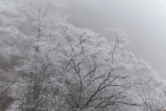 雪松
