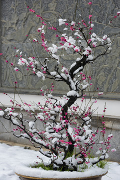 中国湖北武汉东湖梅园梅花雪景