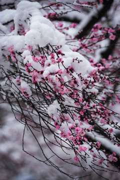 中国湖北武汉东湖梅园梅花雪景