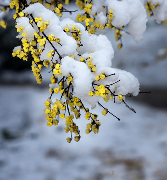 中国湖北武汉东湖梅园梅花雪景