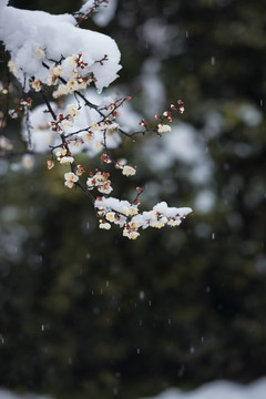 中国湖北武汉东湖梅园梅花雪景