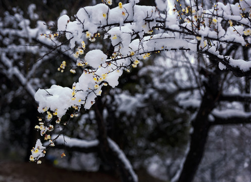 中国湖北武汉东湖梅园梅花雪景