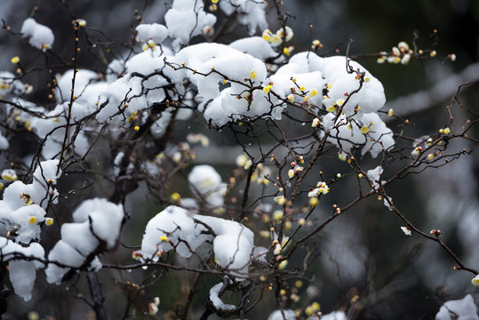 中国湖北武汉东湖梅园梅花雪景