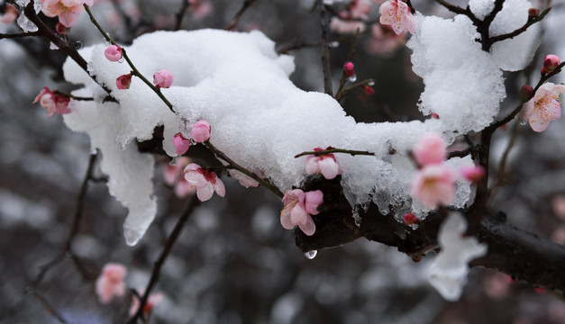 中国湖北武汉东湖梅园梅花雪景