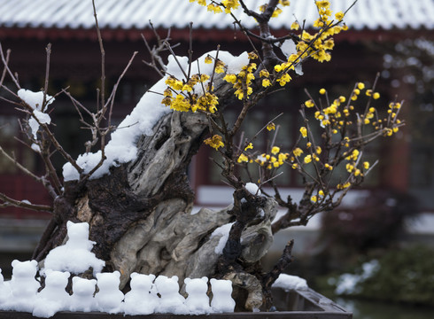 中国湖北武汉东湖梅园梅花雪景