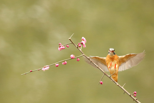 翠鸟