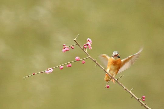 翠鸟