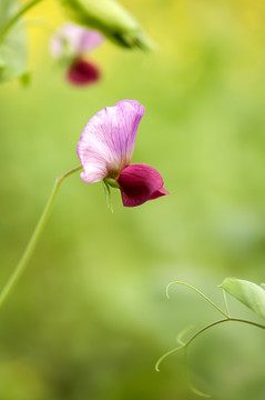 豌豆荚