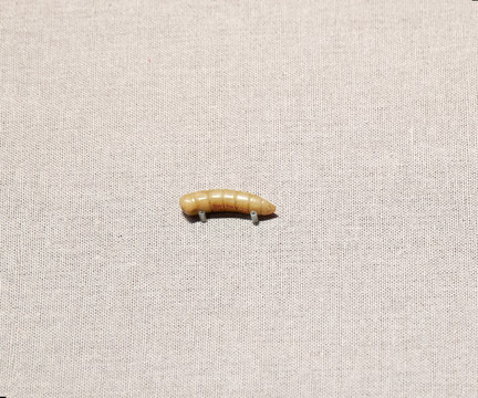 商代玉蚕