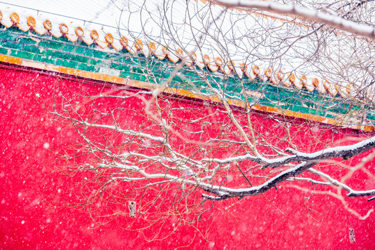 北京故宫的雪