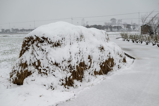 积雪草垛